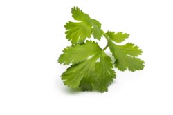Coriander